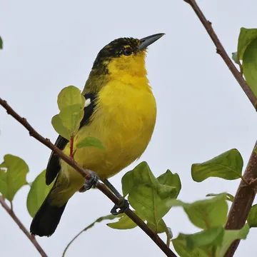 Cipoh Kacat (Aegithina tiphia). Foto: Swardeepak, CC BY-SA 4.0, Wikimedia Commons Cipoh Kacat (Aegithina tiphia). Foto: Swardeepak, CC BY-SA 4.0, Wikimedia Commons