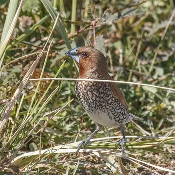Bondol Peking (Lonchura punctulata). Foto: Charles J. Sharp, CC BY-SA 4.0, Wikimedia Commons Bondol Peking (Lonchura punctulata). Foto: Charles J. Sharp, CC BY-SA 4.0, Wikimedia Commons