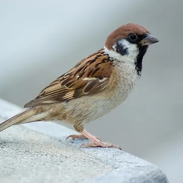 Burung Gereja Erasia (Passer montanus). Foto: Laitche, Public domain, Wikimedia Commons Burung Gereja Erasia (Passer montanus). Foto: Laitche, Public domain, Wikimedia Commons