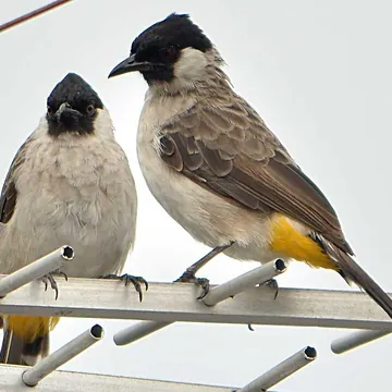 Kutilang (Pycnonotus aurigaster). Foto: Ariefrahman, CC BY-SA 3.0, Wikimedia Commons Kutilang (Pycnonotus aurigaster). Foto: Ariefrahman, CC BY-SA 3.0, Wikimedia Commons