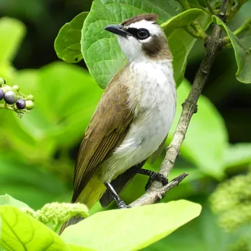 Merbah Cerukcuk (Pycnonotus goiavier). Foto: DexDroid29, CC0, Wikimedia Commons Merbah Cerukcuk (Pycnonotus goiavier). Foto: DexDroid29, CC0, Wikimedia Commons